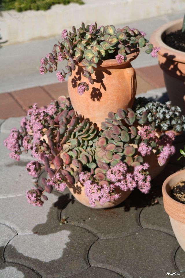 sedum sieboldi